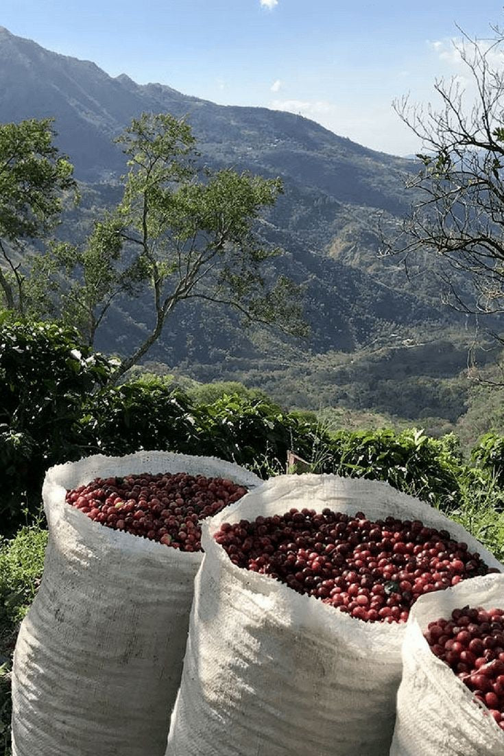 Guatemalan Huehuetanengo Medium Roast